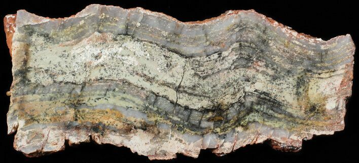 Strelley Pool Stromatolite - Billion Years Old #62738